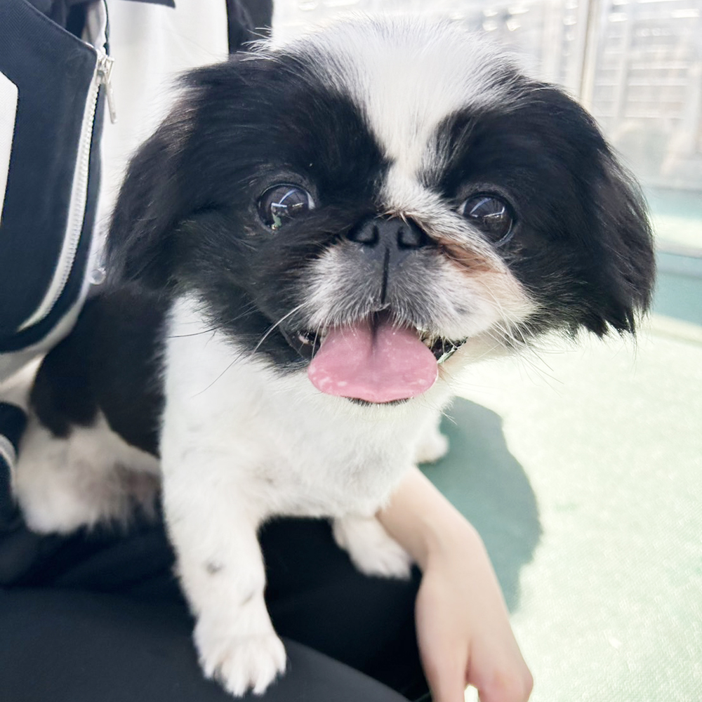 生徒が撮影したモデル犬③